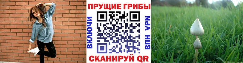 Псилоцибиновые грибы мицелий  где найти наркотики  гидра ссылки  Октябрьск 